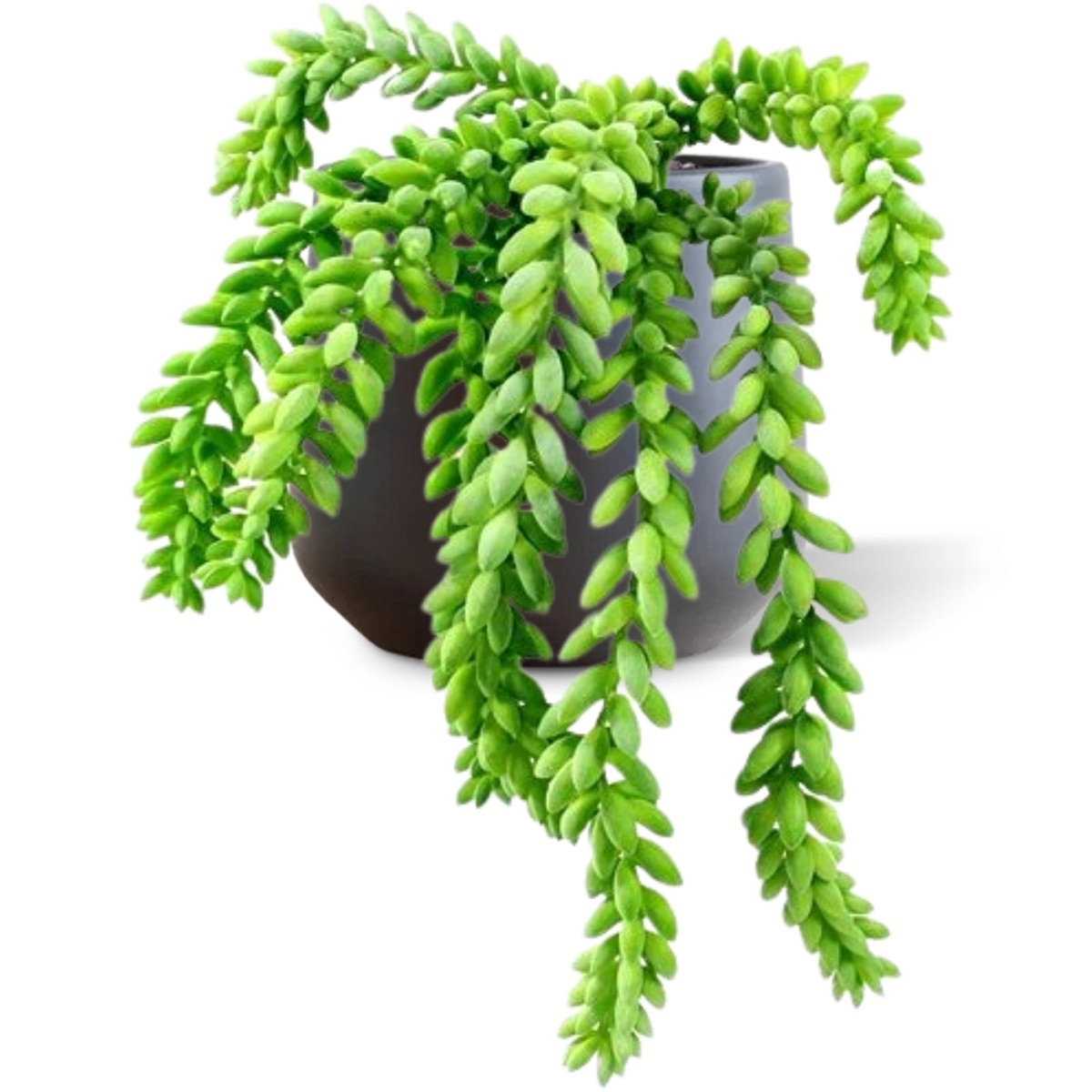 Bouquet di code d'asino 25 cm