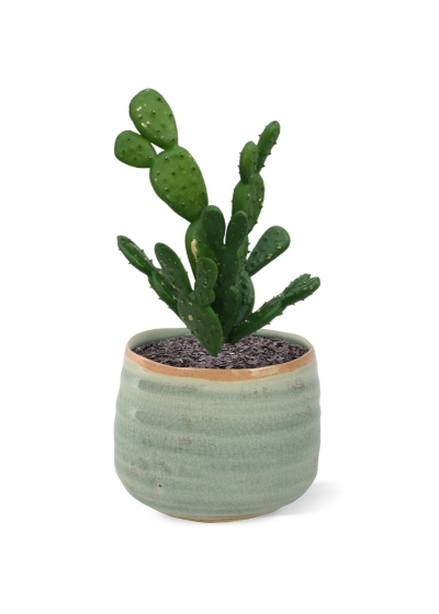 Mini bouquet di cactus 20 cm