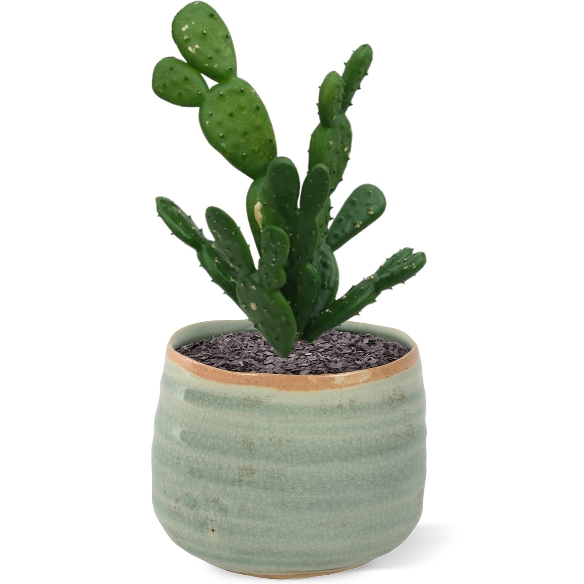 Mini bouquet di cactus 20 cm