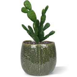 Mini bouquet di cactus 20 cm