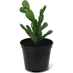 Mini bouquet di cactus 20 cm