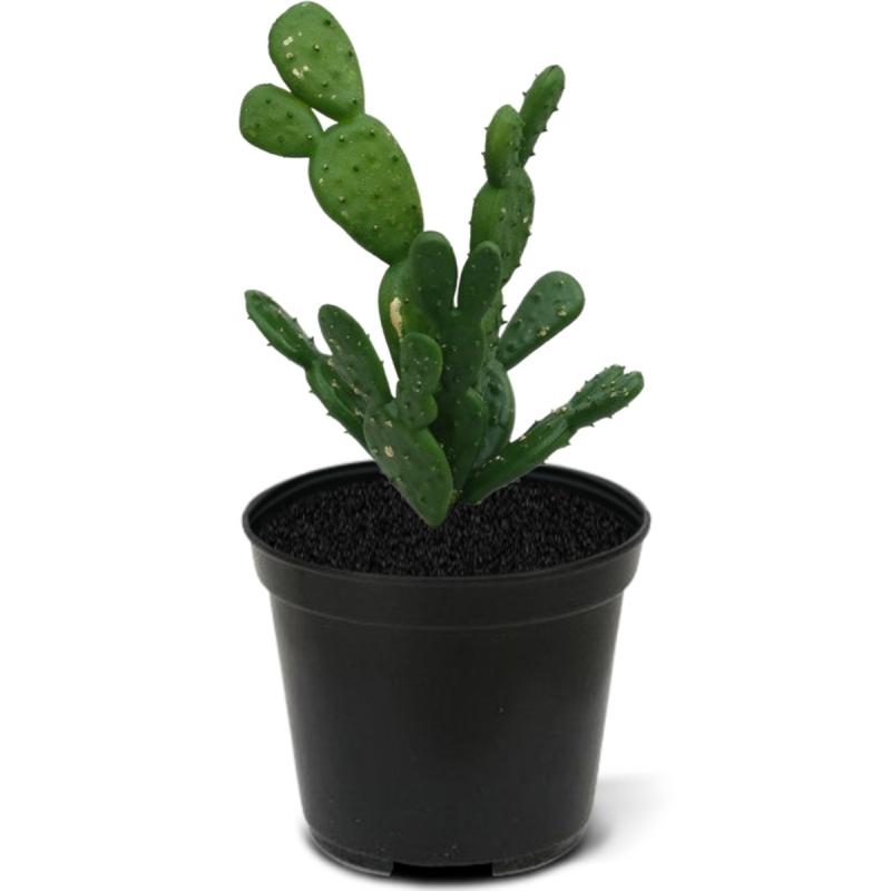 Mini bouquet di cactus 20 cm