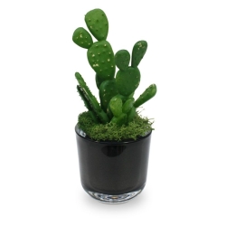 Mini bouquet di cactus 20 cm