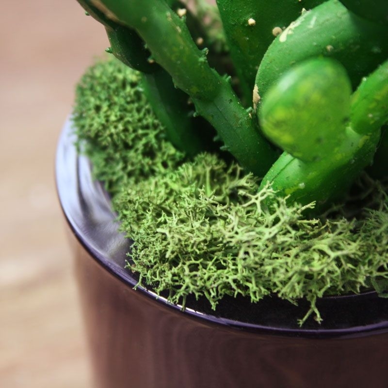 Mini bouquet di cactus 20 cm