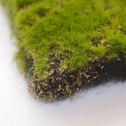 Tappeto di muschio artificiale 100x100cm - verde