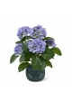 Pianta artificiale di Hortensia 40 cm blu in vaso
