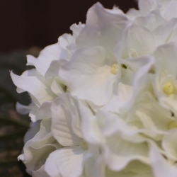Pianta artificiale di Hortensia 40 cm crema in vaso