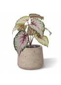 Bladbegonia kunstplant 25cm