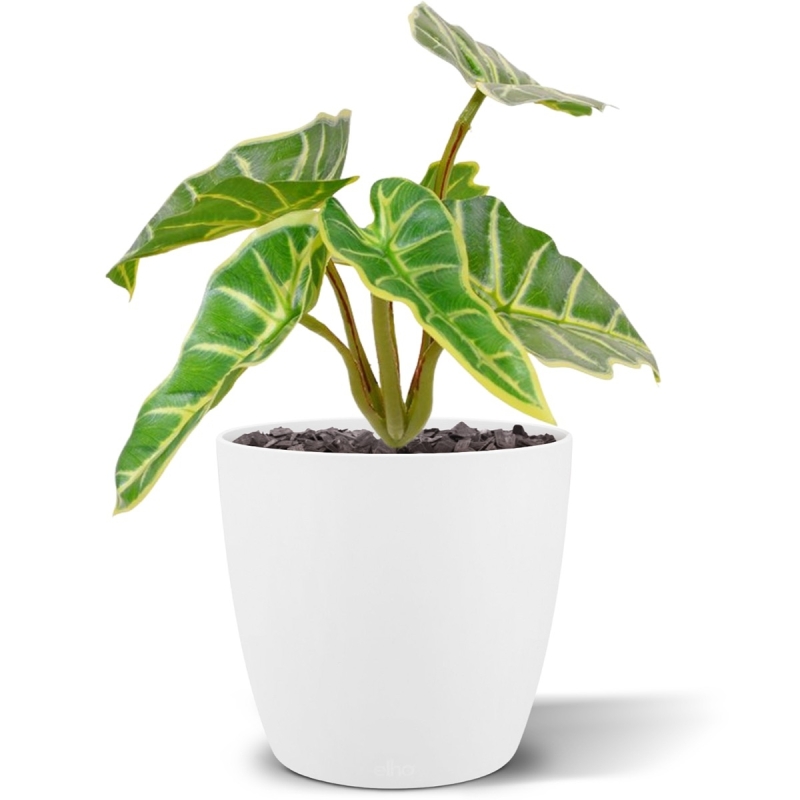 Bouquet di Mini Caladium artificiali 20 cm