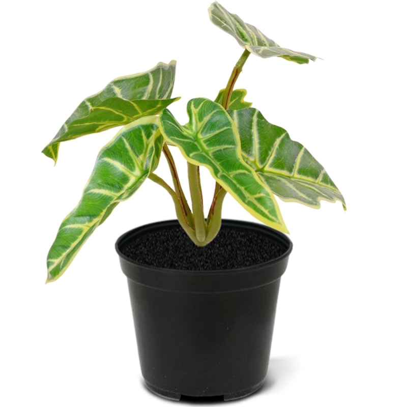 Bouquet di Mini Caladium artificiali 20 cm
