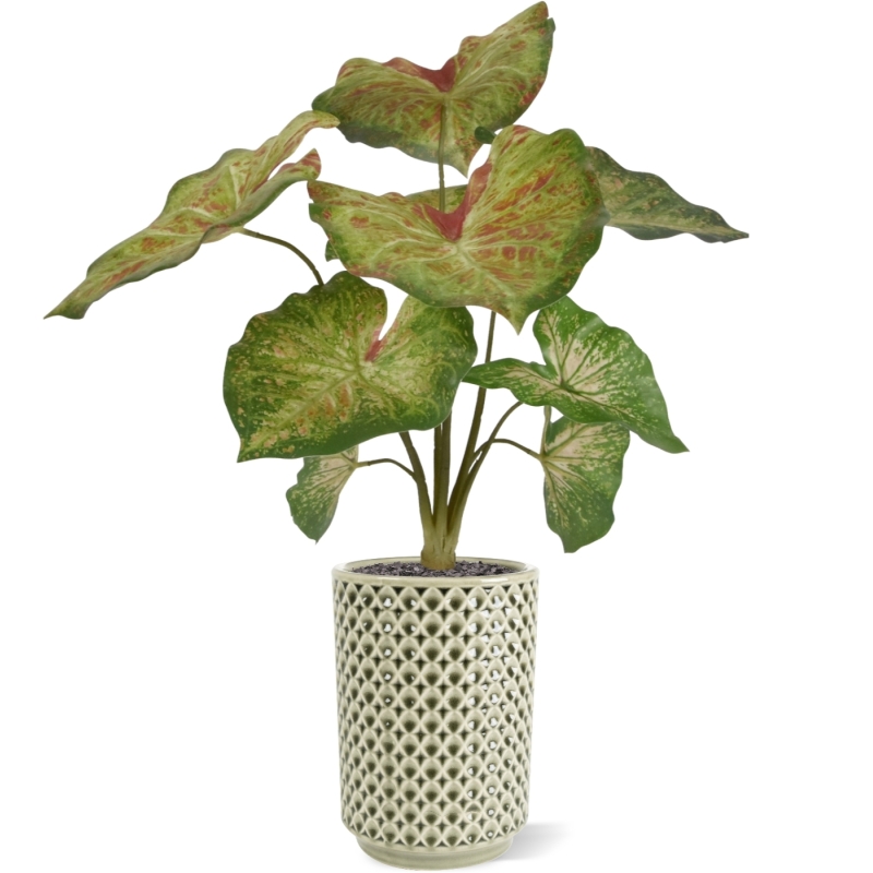 Caladium lampone pianta artificiale 40 cm