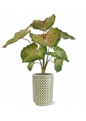 Caladium lampone pianta artificiale 40 cm