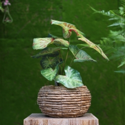 Caladium lampone pianta artificiale 40 cm