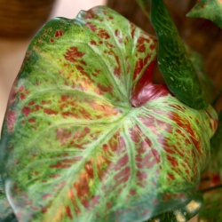 Caladium lampone pianta artificiale 40 cm