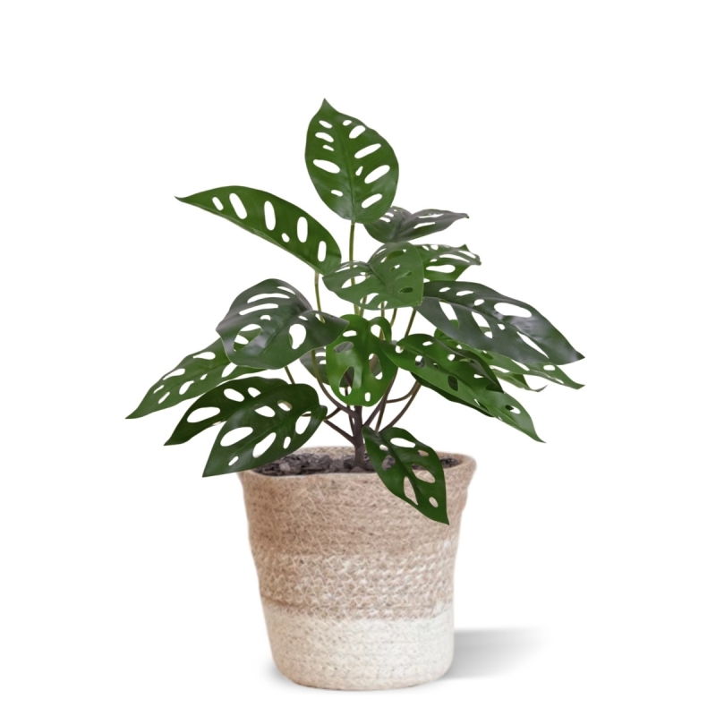 Monstera Adansonii Pianta artificiale 30 cm