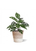 Monstera Adansonii Pianta artificiale 30 cm