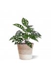 Monstera Adansonii Pianta artificiale 30 cm