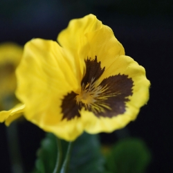 Viola del pensiero artificiale gialla 25 cm