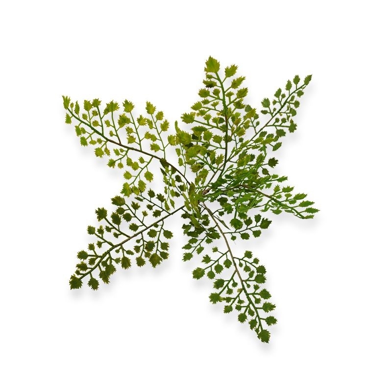 Ramo artificiale di Adiantum PL 50 cm