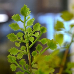 Ramo artificiale di Adiantum PL 50 cm
