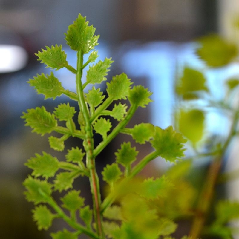 Ramo artificiale di Adiantum PL 50 cm