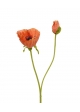 Papavero setoso fiore a stelo 70 cm arancione