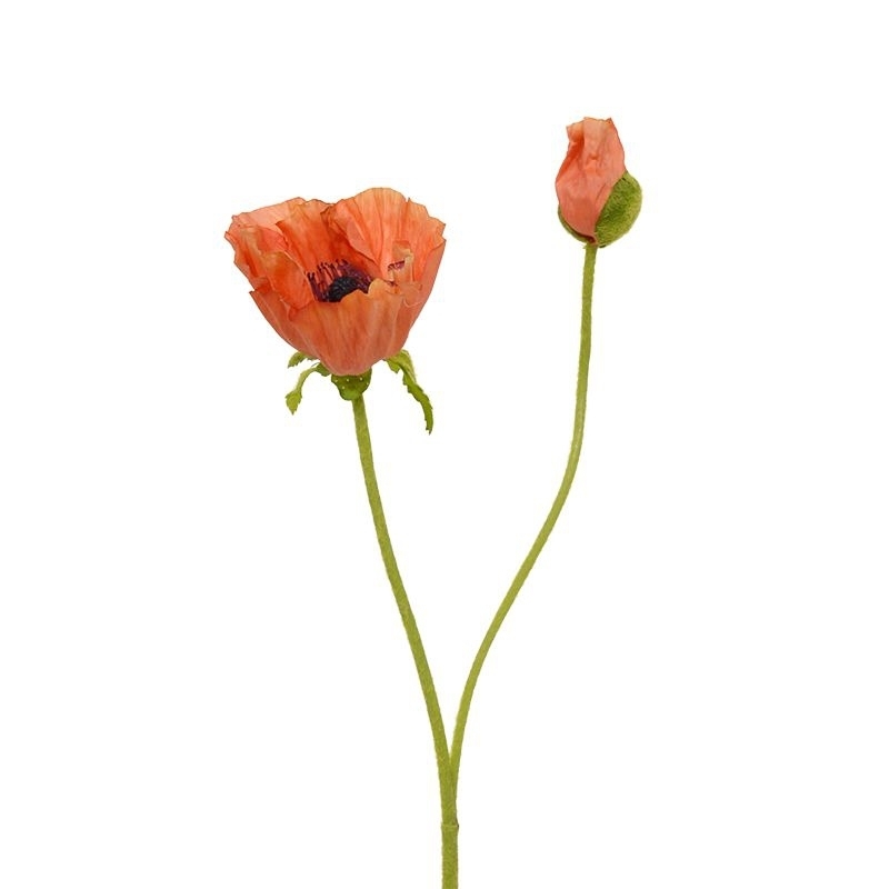 Papavero setoso fiore a stelo 70 cm arancione