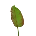 Foglia artificiale di caladium deluxe 75 cm