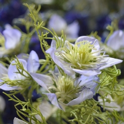 Nigella ramo artificiale 55 cm blu