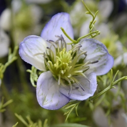 Nigella ramo artificiale 55 cm blu