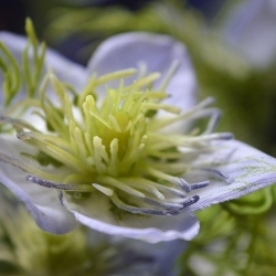 Nigella ramo artificiale 55 cm blu