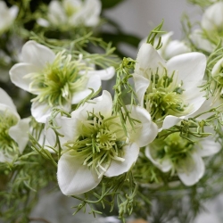 Nigella ramo artificiale 55 cm crema