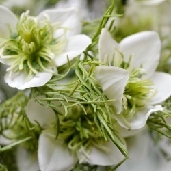 Nigella ramo artificiale 55 cm crema