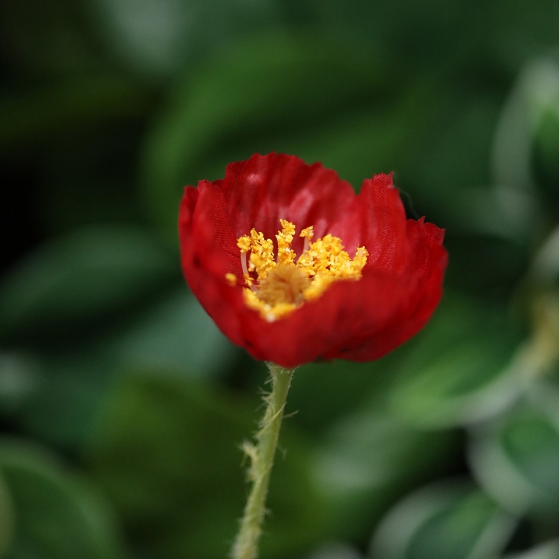 Ramo di papavero artificiale 60 cm rosso