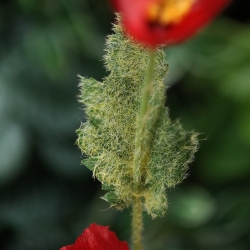 Ramo di papavero artificiale 60 cm rosso