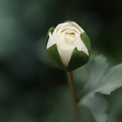 Ramo artificiale di Ranunculus 60 cm crema