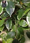 Ficus Mini  Medium