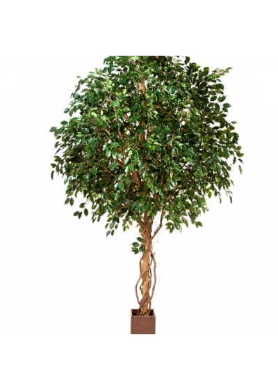 10' GIANT FICUS EXOTICA TREE 315-360 cm