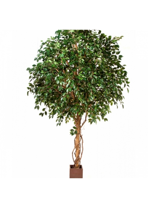 10' GIANT FICUS EXOTICA TREE 315-360 cm