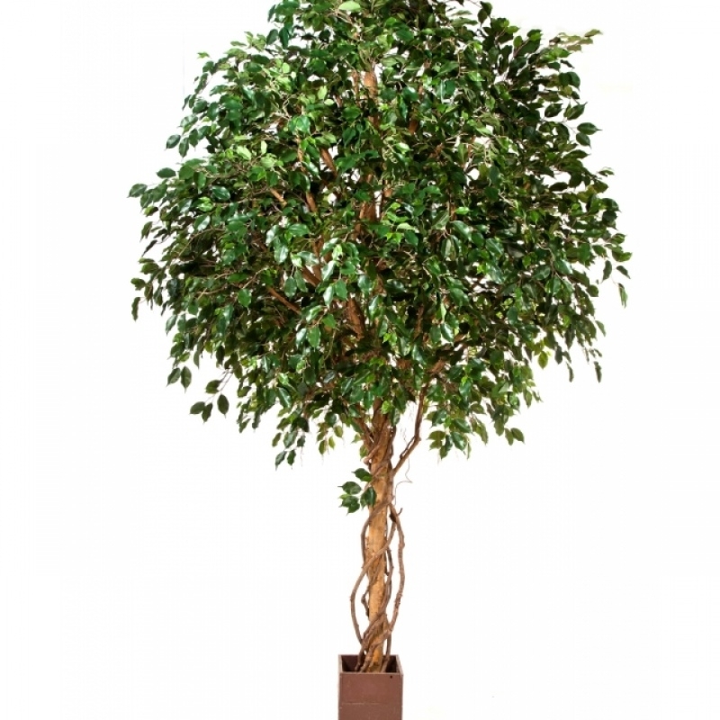 10' GIANT FICUS EXOTICA TREE 315-360 cm