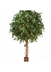 10' GIANT FICUS EXOTICA TREE 315-360 cm