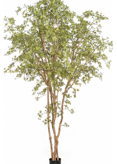 11' Japanese Maple Butterfly Tree 330 cm