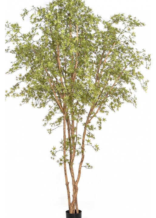 11' Japanese Maple Butterfly Tree 330 cm