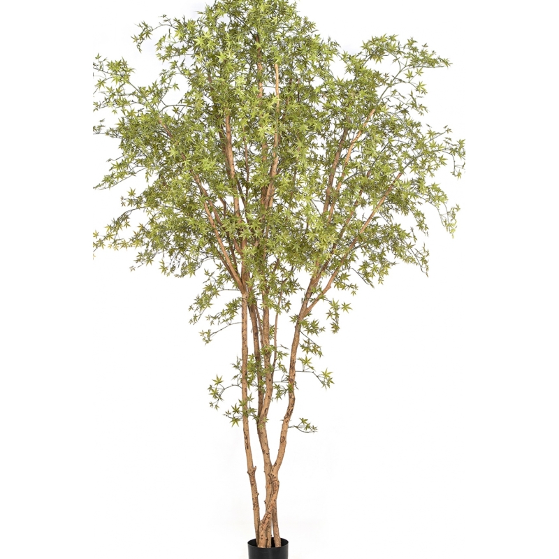 11' Japanese Maple Butterfly Tree 330 cm