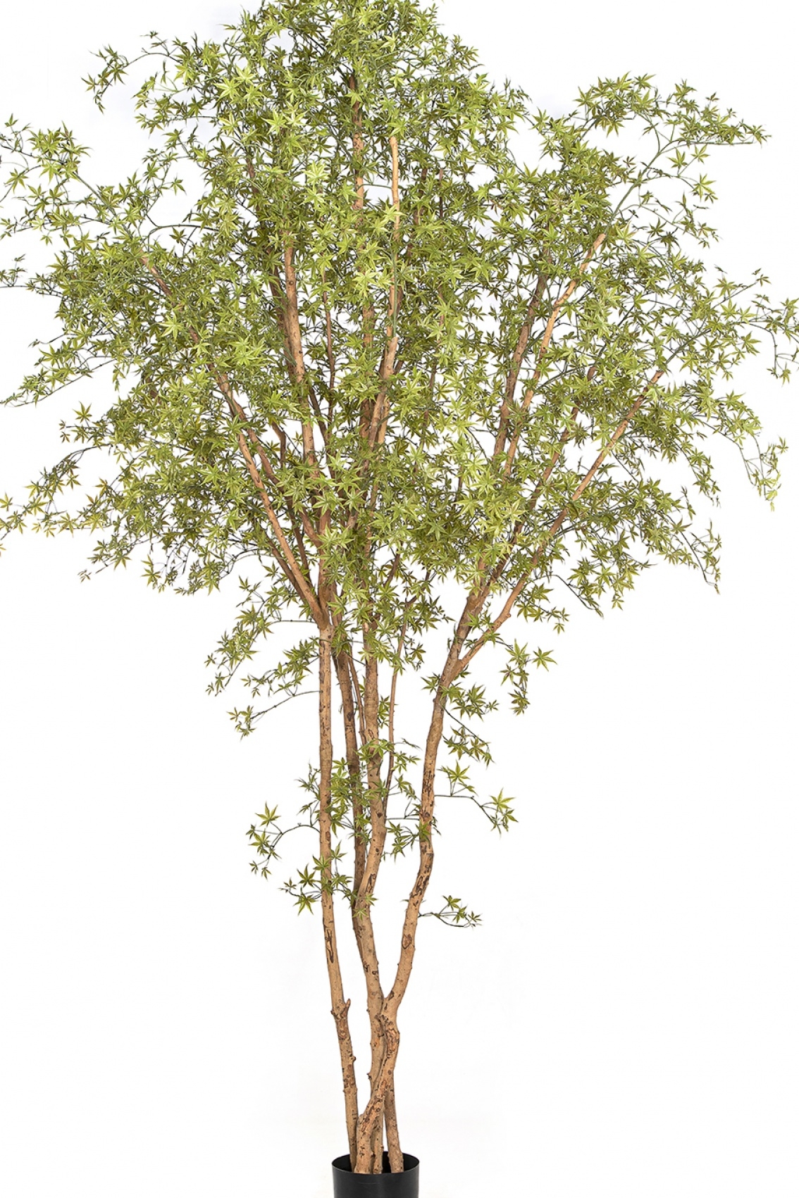 11' Japanese Maple Butterfly Tree 330 cm