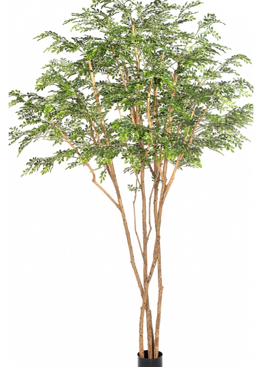 11' Murraya Giant Tree 320 cm