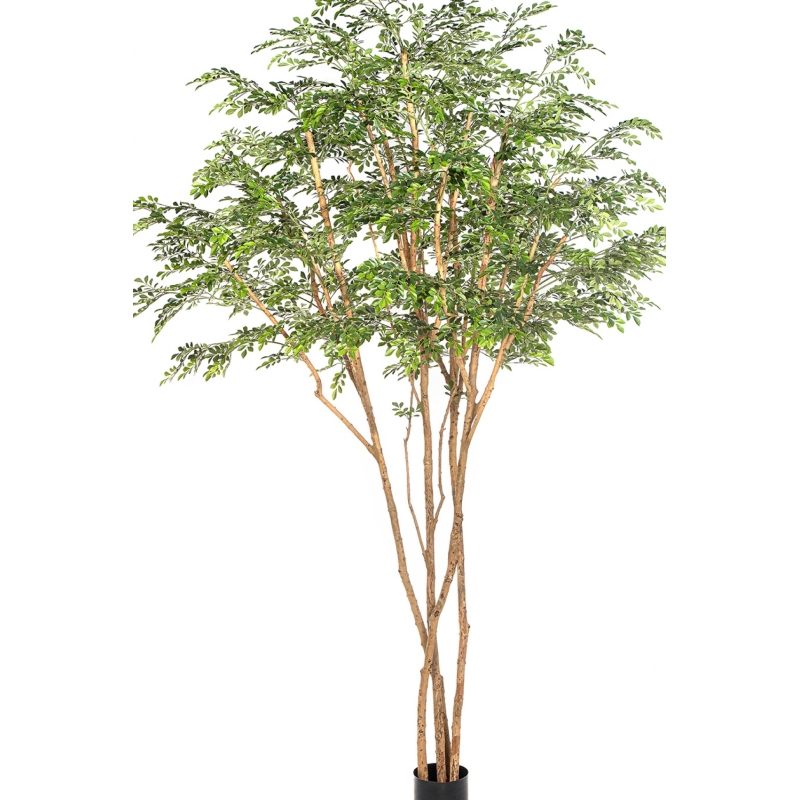 11' Murraya Giant Tree 320 cm