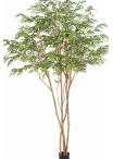 11' Murraya Giant Tree 320 cm