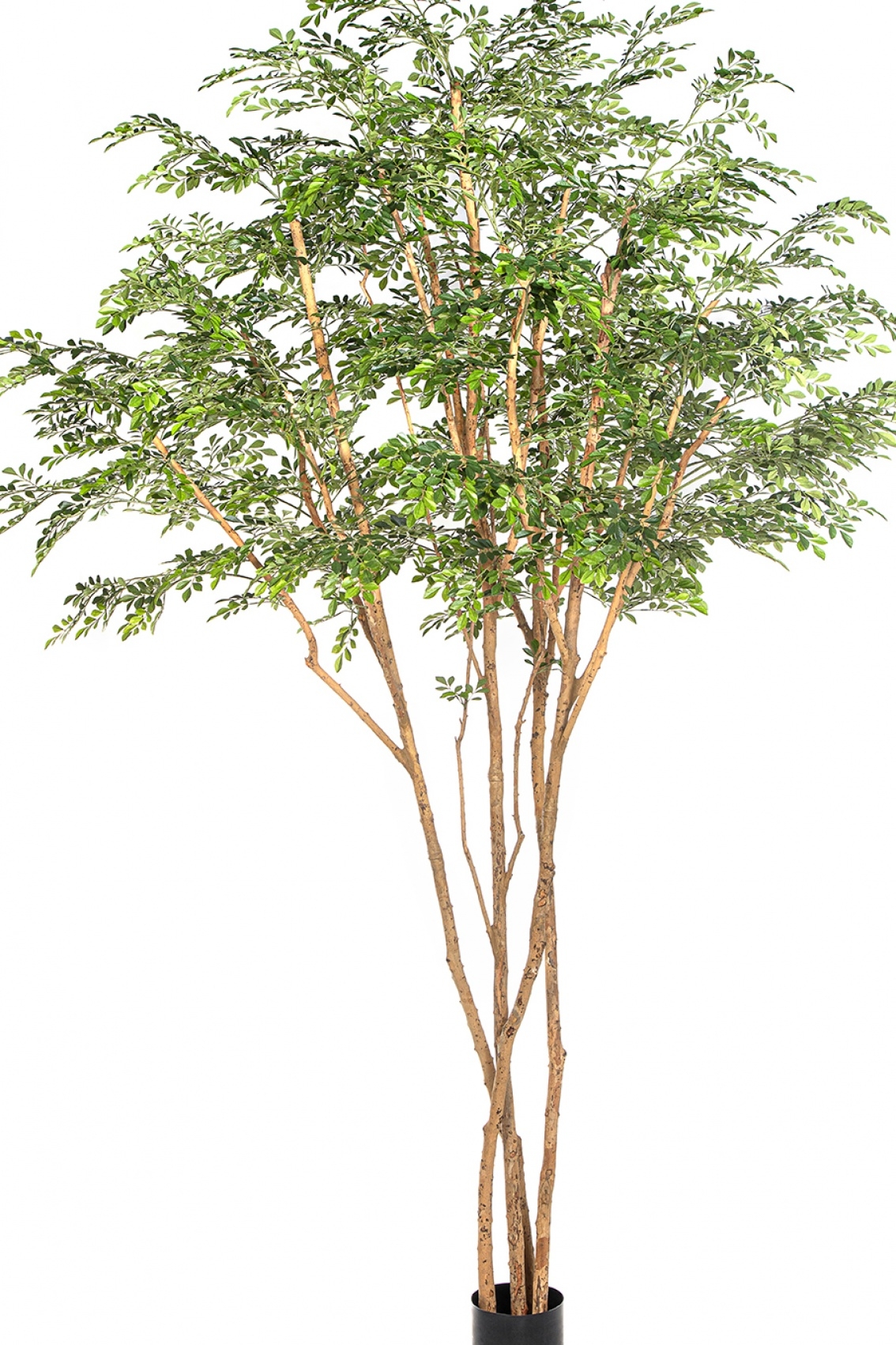11' Murraya Giant Tree 320 cm