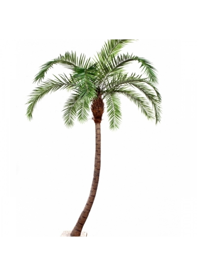 11' PHOENIX CURVED PALM 330-390 cm